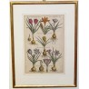 Gravure plantes, cadre or fin  sur Moinat SA  - Antiquités décoration -  Gravures, Lithos
