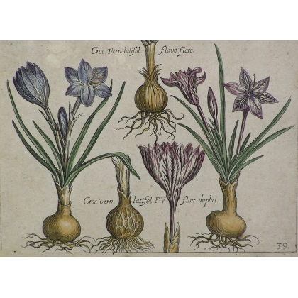 Gravure plantes, cadre or fin  sur Moinat SA  - Antiquités décoration -  Gravures, Lithos
