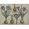 Gravure plantes, cadre or fin  sur Moinat SA  - Antiquités décoration -  Gravures, Lithos