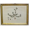 Gravure "Sherardia arvensis"  sur Moinat SA  - Antiquités décoration -  Gravures, Lithos