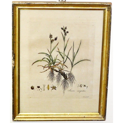 Gravure plante