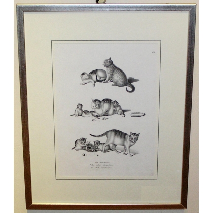 Engraving ‘The Domestic Cat’ by MIND on Moinat SA – Antiques and decorative items – Engravings, lithographs