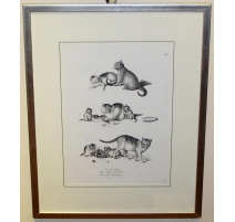 Gravure "Le chat domestique" de MIND