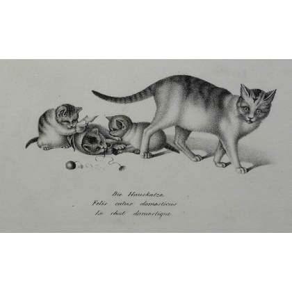Radierung „Die Hauskatze“ von MIND bei Moinat SA – Antiquitäten und Dekoration – Radierungen, Lithografien