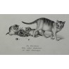 Radierung „Die Hauskatze“ von MIND bei Moinat SA – Antiquitäten und Dekoration – Radierungen, Lithografien