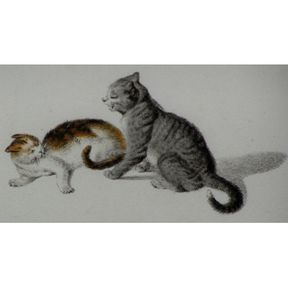 Gravure "Chats" de MIND  sur Moinat SA  - Antiquités décoration -  Gravures, Lithos