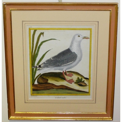 Engraving entitled ‘Grey Gull’ by MARTINET, published by Moinat SA – Antiques and decorative items – Engravings, lithographs