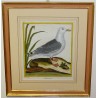 Engraving entitled ‘Grey Gull’ by MARTINET, published by Moinat SA – Antiques and decorative items – Engravings, lithographs