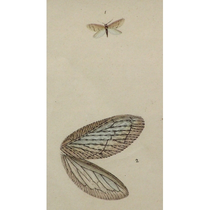 "Butterfly" engraving by Moinat SA – Antiques and decorative items – Engravings, lithographs