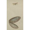 "Butterfly" engraving by Moinat SA – Antiques and decorative items – Engravings, lithographs