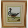 Engraving ‘Ring-necked Duck’ by Moinat SA – Antiques and decorative items – Engravings, lithographs