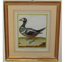 Gravure "Canard à collier de