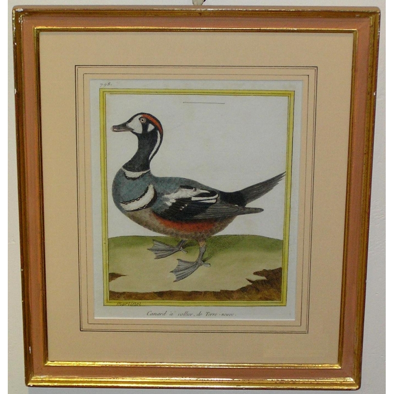 Gravure "Canard à collier de