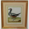 Gravure "Canard à collier de