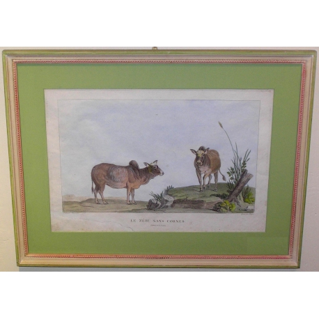 Engraving ‘The Hornless Zebu’ after Moinat SA – Antiques and decorative items – Engravings, lithographs