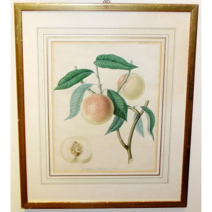 Engraving "Mr. Knights and Peach", from an edition by Moinat SA – Antiques and decorative items – Engravings, lithographs