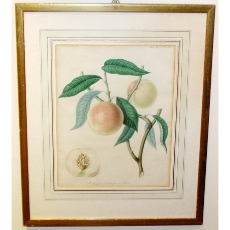 Engraving "Mr. Knights and Peach", from an edition by Moinat SA – Antiques and decorative items – Engravings, lithographs