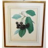 Engraving entitled "The Black Eagle" by Moinat SA – Antiques and decorative items – Engravings, lithographs