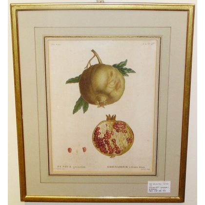 Engraving ‘Sweet-fruited pomegranate’ by Moinat SA – Antiques and decorative items – Engravings, lithographs