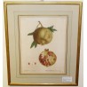 Engraving ‘Sweet-fruited pomegranate’ by Moinat SA – Antiques and decorative items – Engravings, lithographs
