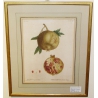 Gravure "Grenadier à fruits doux" par