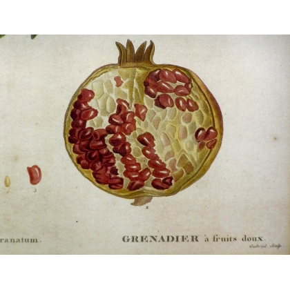 Engraving ‘Sweet-fruited pomegranate’ by Moinat SA – Antiques and decorative items – Engravings, lithographs