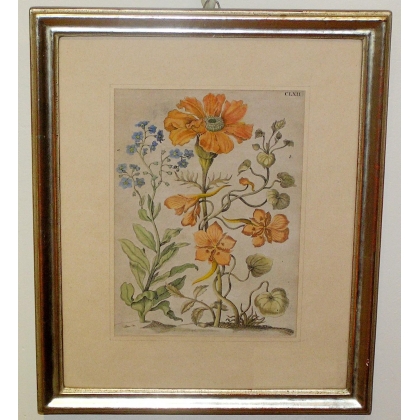 Engraving ‘Flowers’ by S. MERIAN on Moinat SA – Antiques and decorative items – Engravings, lithographs