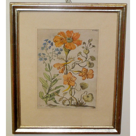 Engraving ‘Flowers’ by S. MERIAN on Moinat SA – Antiques and decorative items – Engravings, lithographs