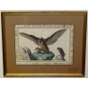 Gravure "Hibou attrapant un lapin"  sur Moinat SA  - Antiquités décoration -  Gravures, Lithos