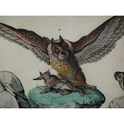 Gravure "Hibou attrapant un lapin"  sur Moinat SA  - Antiquités décoration -  Gravures, Lithos