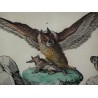 Gravure "Hibou attrapant un lapin"  sur Moinat SA  - Antiquités décoration -  Gravures, Lithos