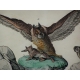 Gravure "Hibou attrapant un lapin"