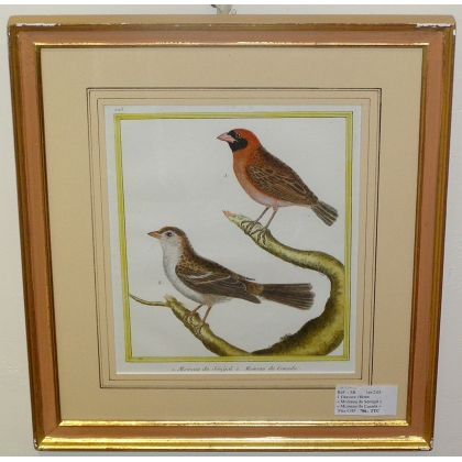 Gravure \"Moineau du Sénégal\"