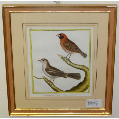 Engraving: ‘Senegal Sparrow’ by Moinat SA – Antiques and decorative items – Engravings, lithographs