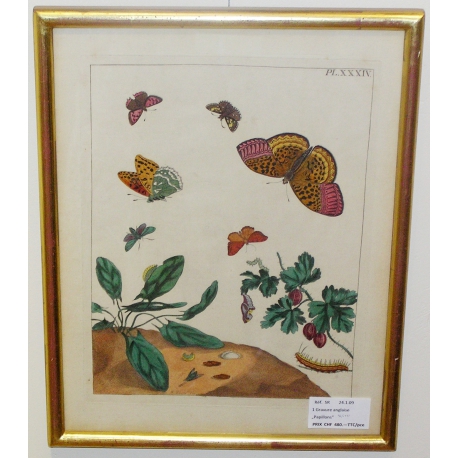Engraving "Butterflies PL.XXXIV" by HARRIS, on Moinat SA – Antiques and decorative items – Engravings, lithographs