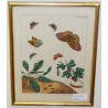 Engraving "Butterflies PL.XXXIV" by HARRIS, on Moinat SA – Antiques and decorative items – Engravings, lithographs