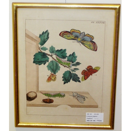 Gravure \"Papillons Pl. XXXVIII\"