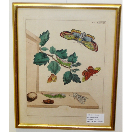 Engraving "Butterflies, Pl. XXXVIII" by Moinat SA – Antiques and decorative items – Engravings, lithographs