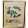 Engraving "Butterflies, Pl. XXXVIII" by Moinat SA – Antiques and decorative items – Engravings, lithographs