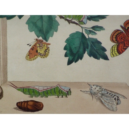 Engraving "Butterflies, Pl. XXXVIII" by Moinat SA – Antiques and decorative items – Engravings, lithographs