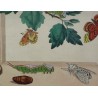 Engraving "Butterflies, Pl. XXXVIII" by Moinat SA – Antiques and decorative items – Engravings, lithographs
