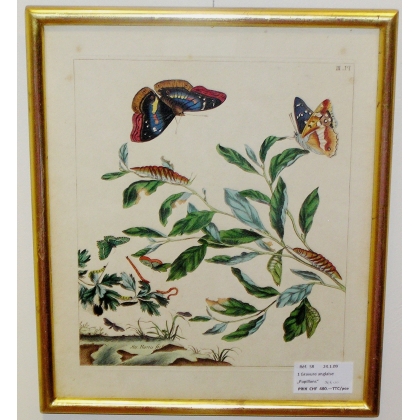 Engraving "Butterflies PL.III" by HARRIS  at Moinat SA  - Antiques and decorative items -  Engravings, lithographs