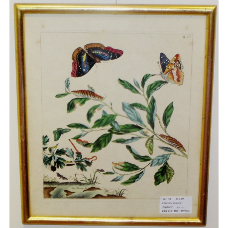 Engraving "Butterflies PL.III" by HARRIS  at Moinat SA  - Antiques and decorative items -  Engravings, lithographs