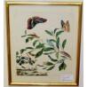 Engraving "Butterflies PL.III" by HARRIS  at Moinat SA  - Antiques and decorative items -  Engravings, lithographs