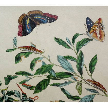 Engraving "Butterflies PL.III" by HARRIS  at Moinat SA  - Antiques and decorative items -  Engravings, lithographs