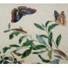 Engraving "Butterflies PL.III" by HARRIS  at Moinat SA  - Antiques and decorative items -  Engravings, lithographs
