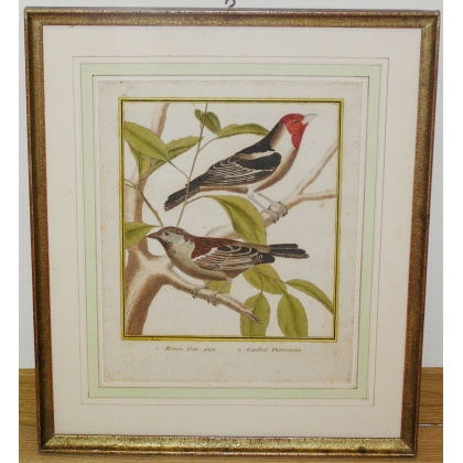 Engraving: ‘Young French Sparrow’ by Moinat SA – Antiques and decorative items – Engravings, lithographs