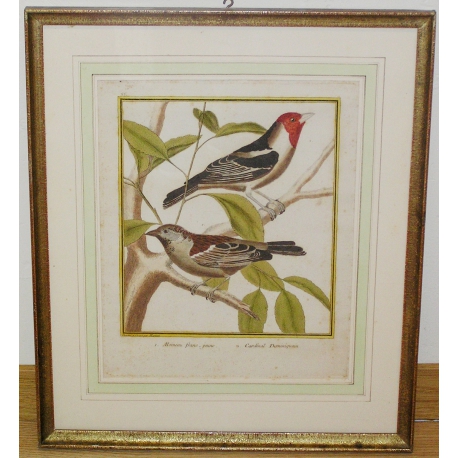 Engraving: ‘Young French Sparrow’ by Moinat SA – Antiques and decorative items – Engravings, lithographs