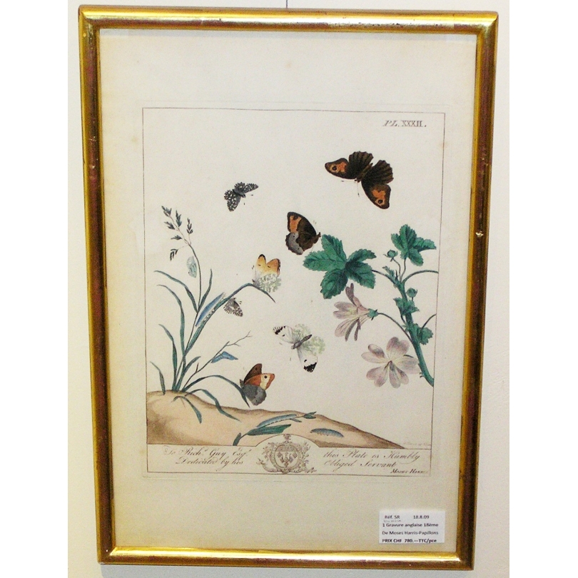 Gravure Papillons PL.XXXII de HARRIS
