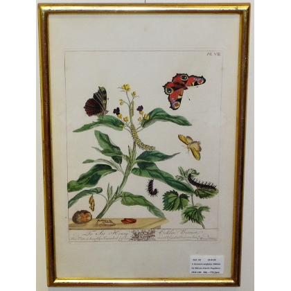 Engraving "Butterflies, Plate VIII" by HARRIS, on Moinat SA – Antiques and decorative items – Engravings, lithographs